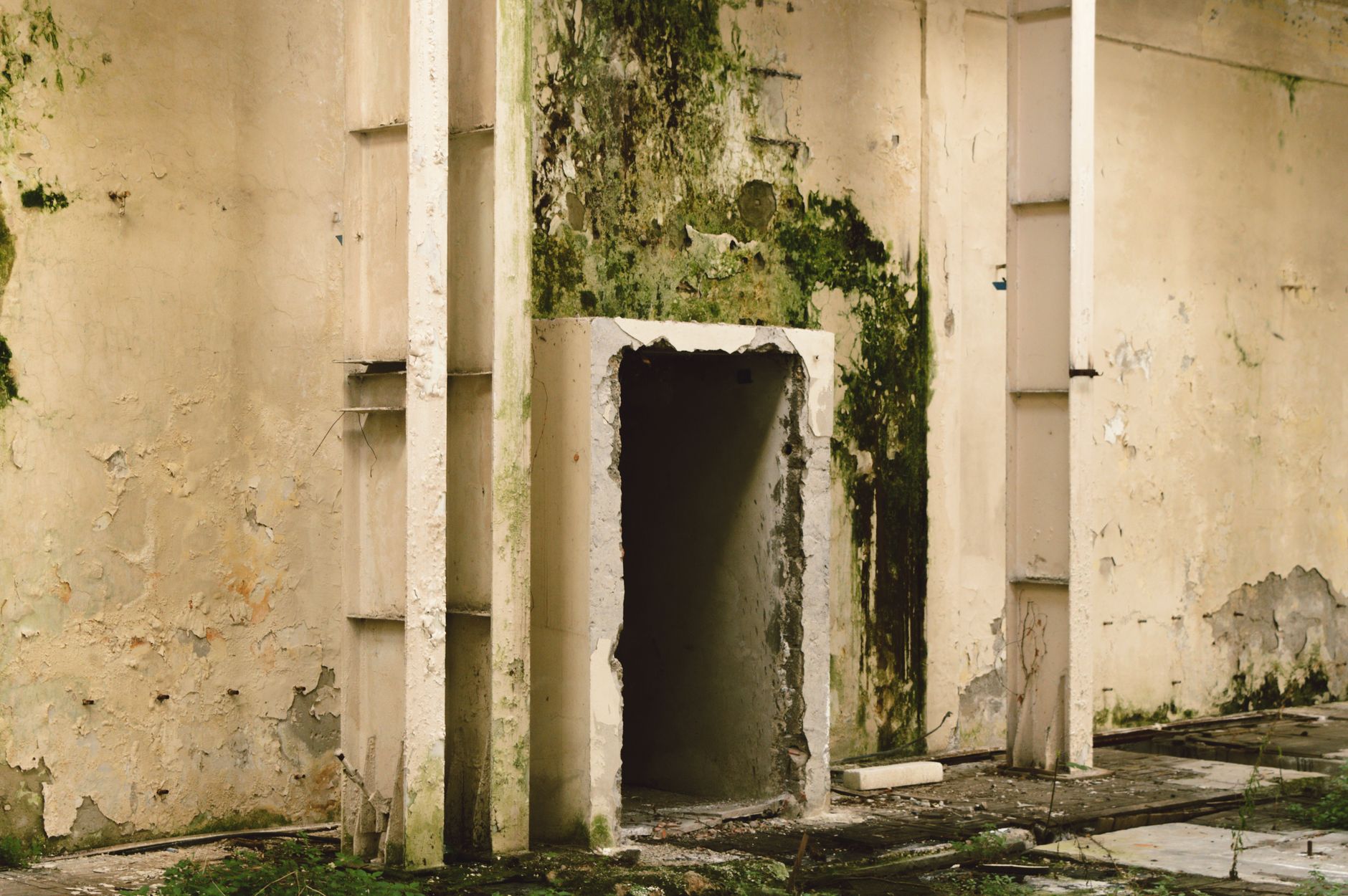 Mold Removal Hero Section Orlando